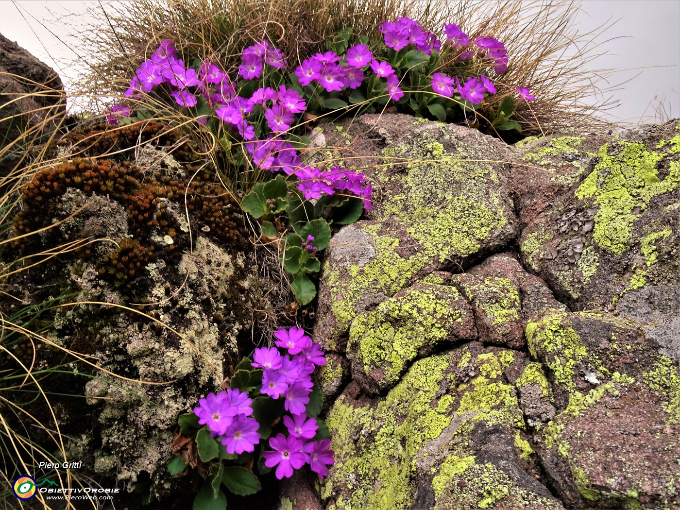 20 Primula hirsuta (Primula irsuta).JPG